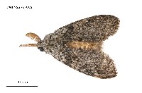 藏品(臺灣麗毒蛾)的圖片